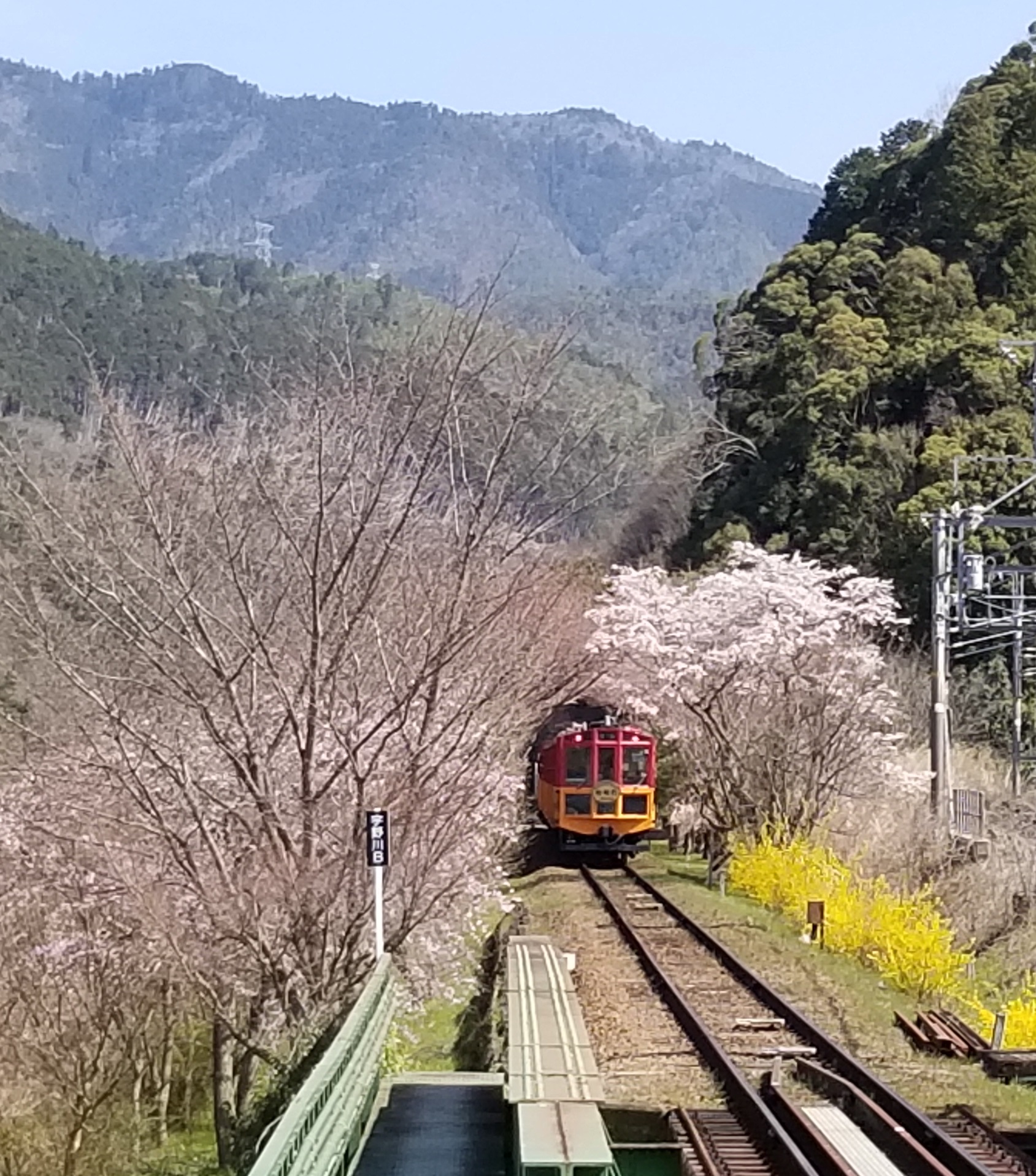 トロッコ列車亀岡駅桜
