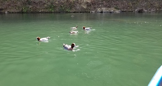 保津川のカモ