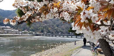 渡月橋と桜